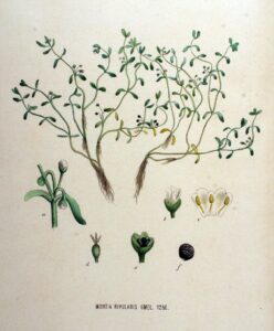 Montia fontana subsp. amporitana