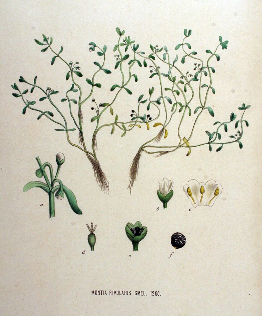 Montia fontana subsp. amporitana