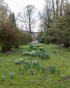 Narcissus nevadensis subsp. nevadensis