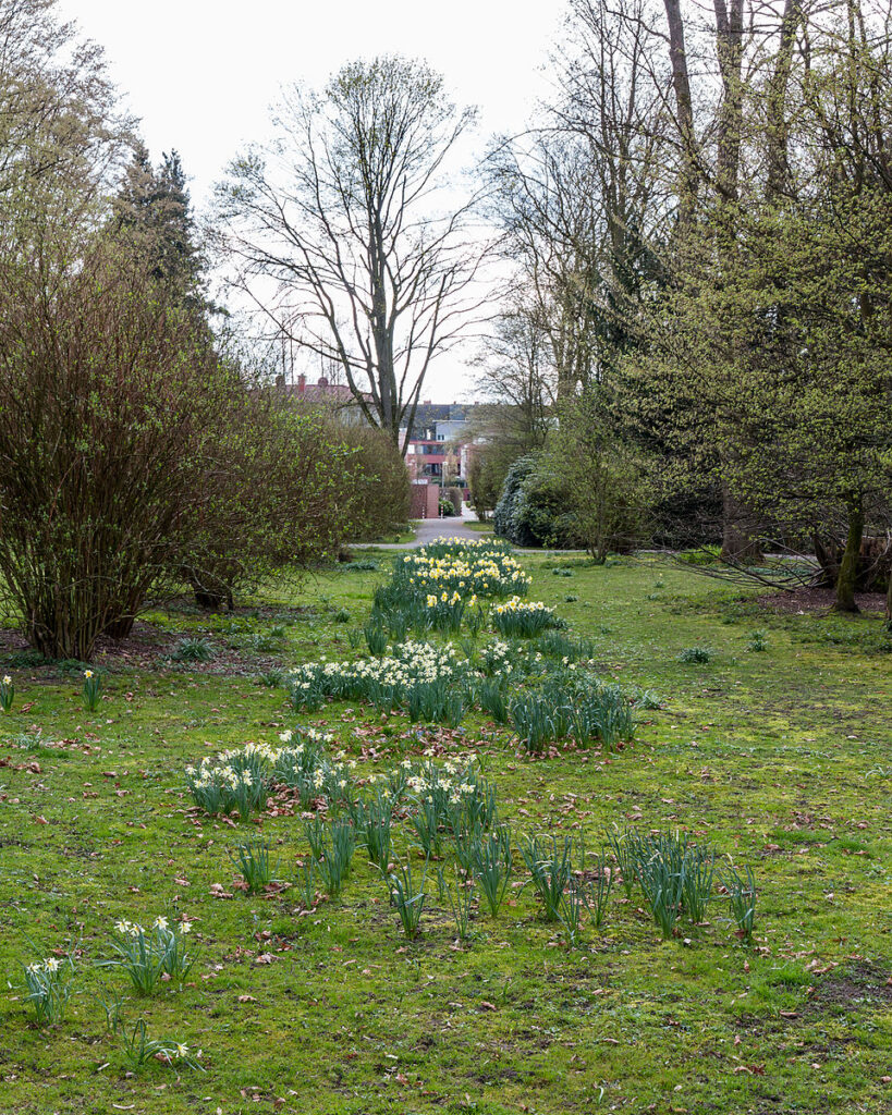 Narcissus nevadensis subsp. nevadensis
