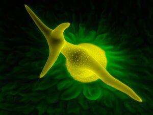 Arabidopsis thaliana