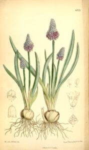 Pseudomuscari azureum