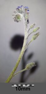 Myosotis arvensis subsp. arvensis