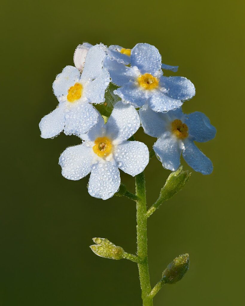 Myosotis scorpioides subsp. scorpioides