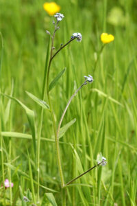 Myosotis nemorosa