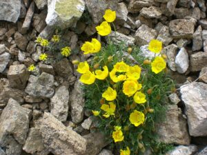 Papaver degenii