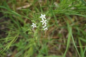 Thesium rostratum