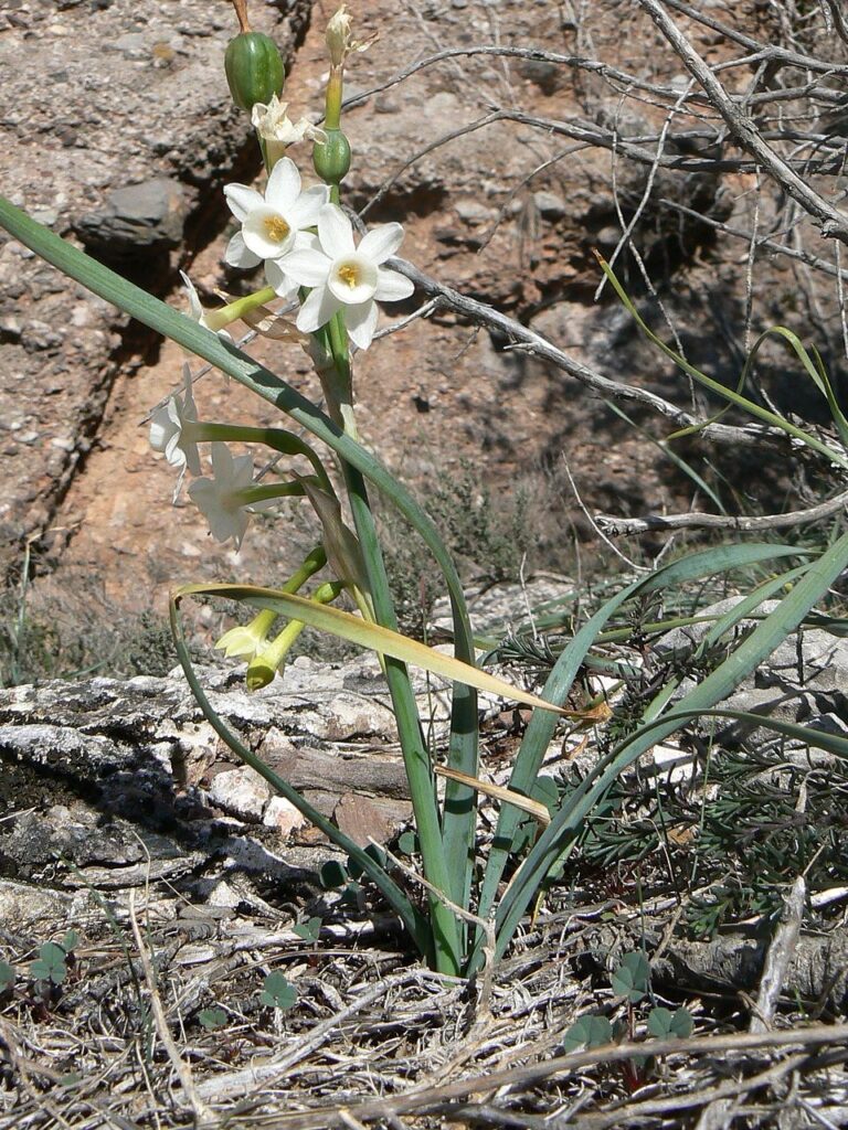 Narcissus dubius