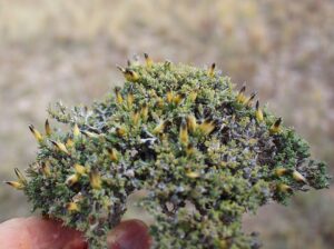 Nanophyton erinaceum