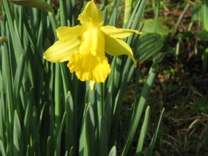 Narcissus hispanicus subsp. hispanicus
