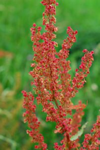 Rumex stenophyllus