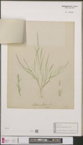 Parapholis filiformis