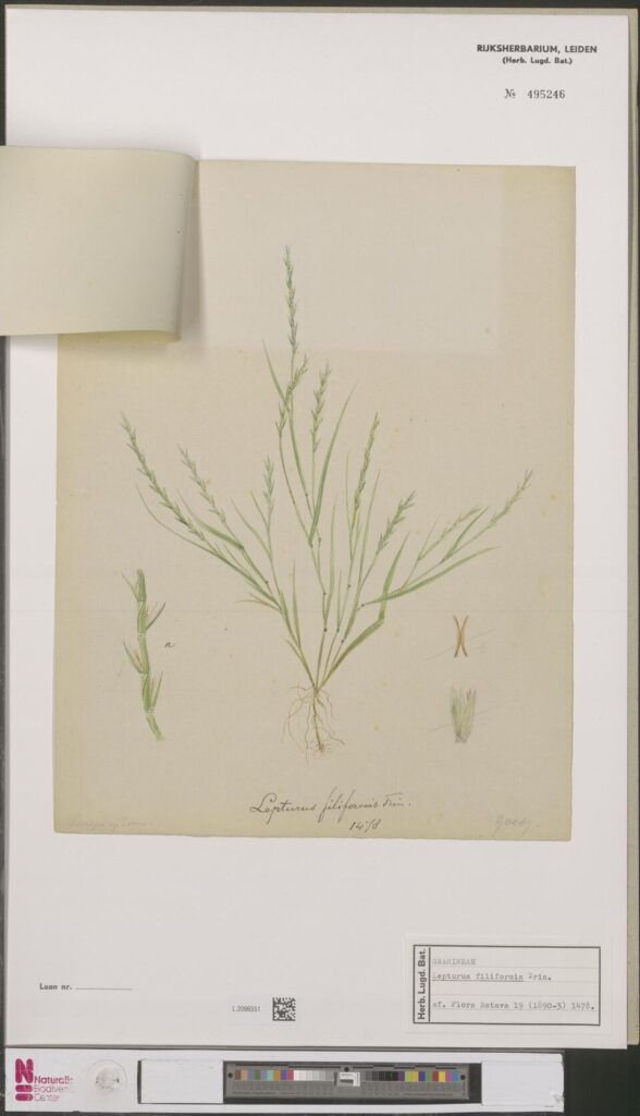 Parapholis filiformis