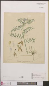 Vicia pannonica