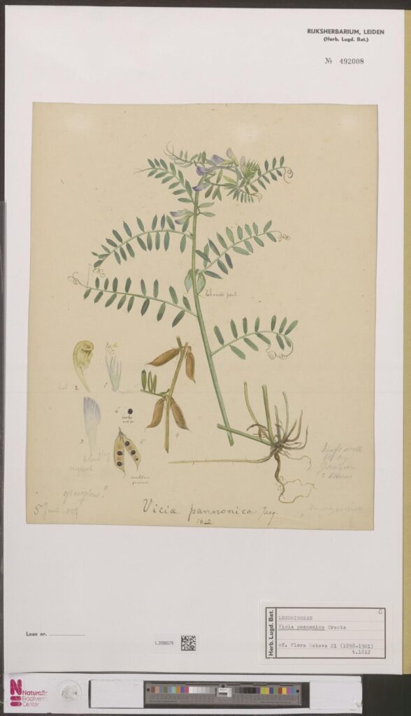 Vicia pannonica