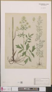 Thalictrum × medium