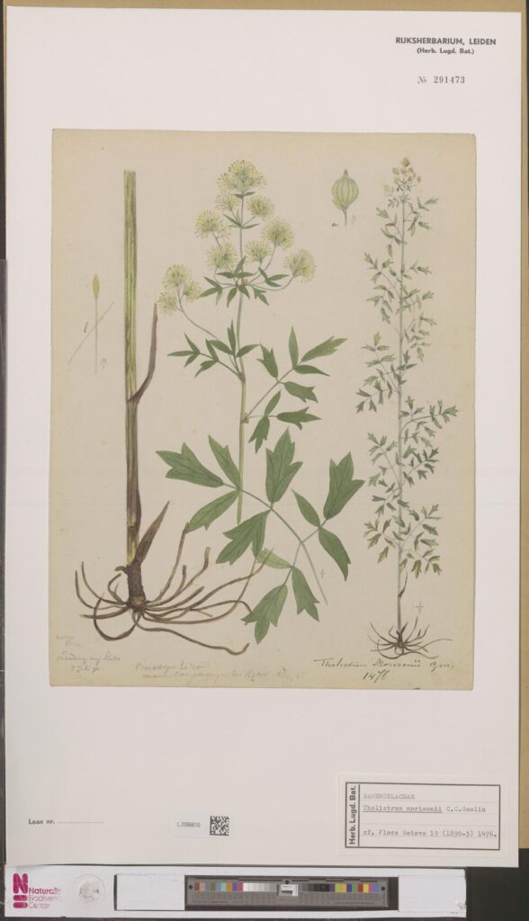 Thalictrum × medium