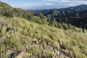 Silene multiflora var. multiflora