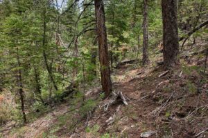 Poa glauca subsp. glauca