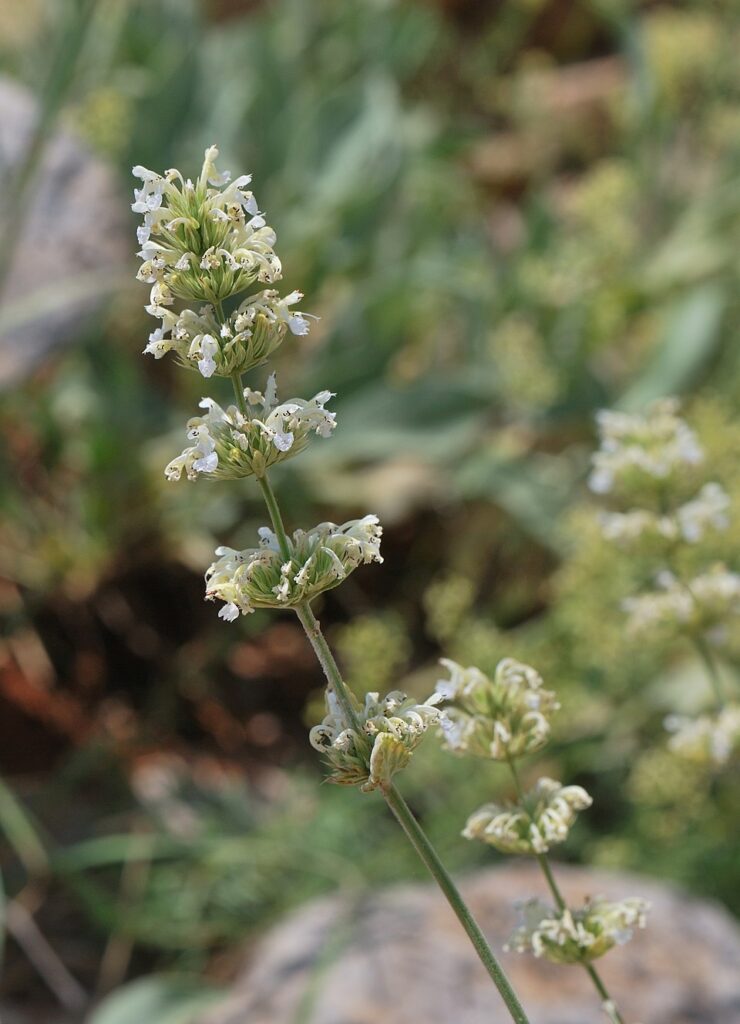 Nepeta italica subsp. italica