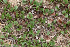 Salix reticulata