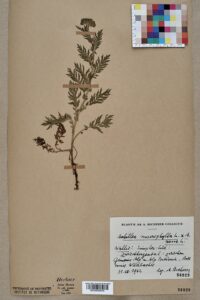 Achillea × valesiaca