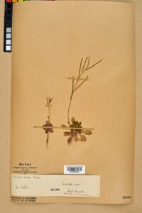 Arabis scabra