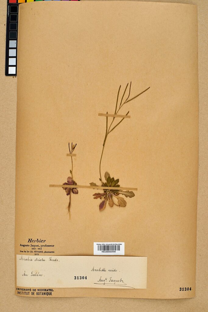 Arabis scabra