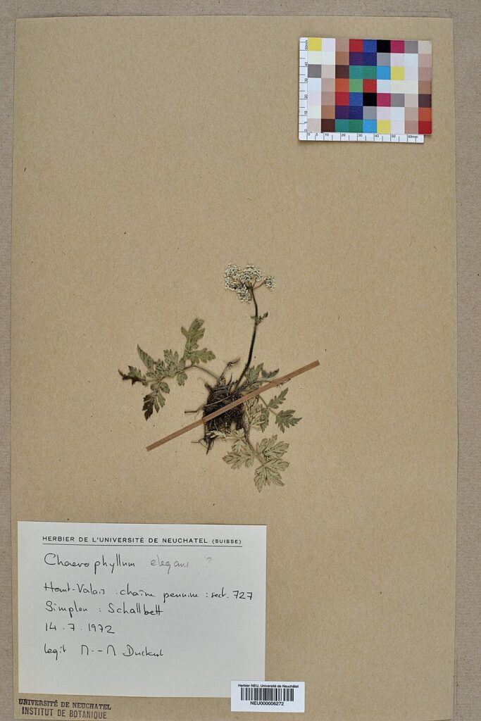 Chaerophyllum elegans