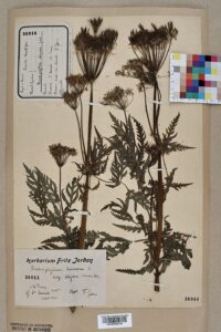 Chaerophyllum elegans