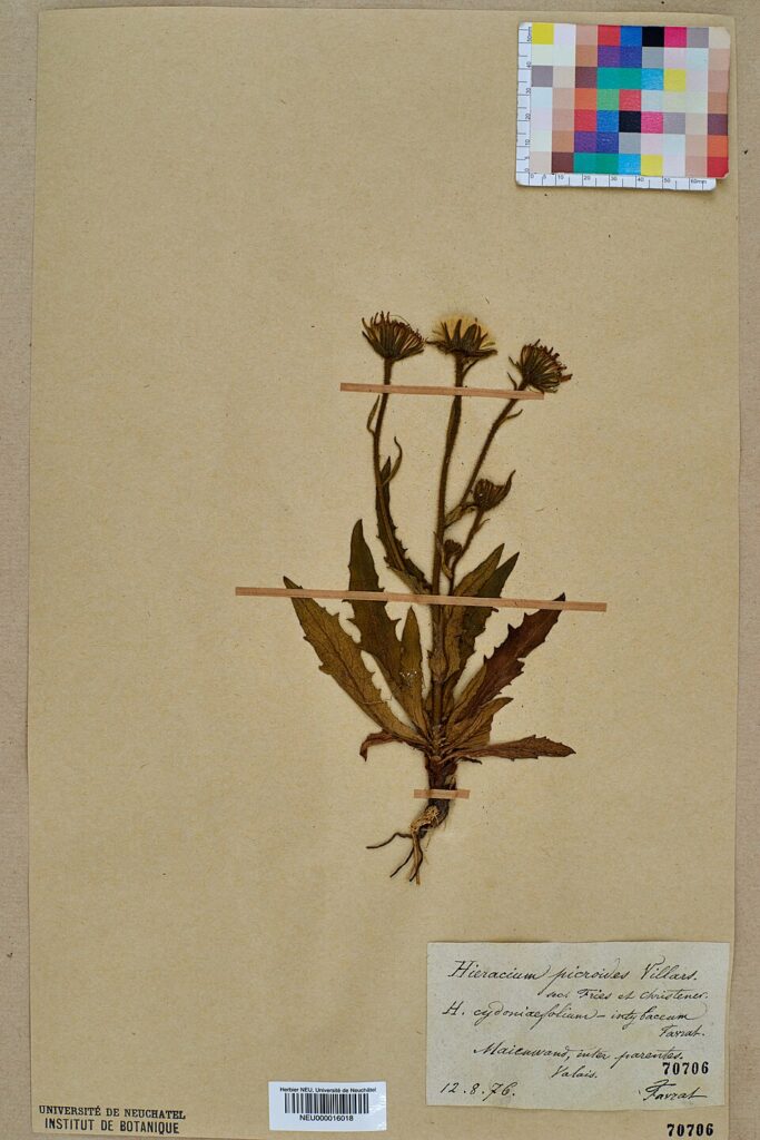 Hieracium picroides subsp. picroides