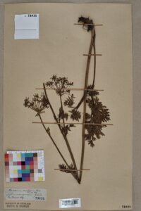 Peucedanum austriacum