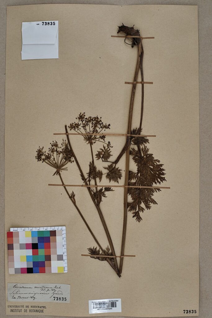 Peucedanum austriacum