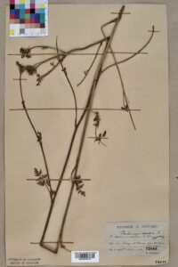 Peucedanum venetum