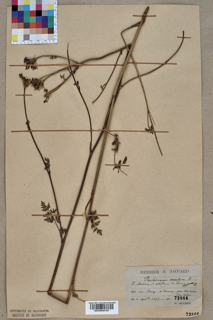 Peucedanum venetum