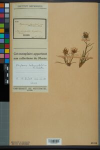 Phyteuma hedraianthifolium