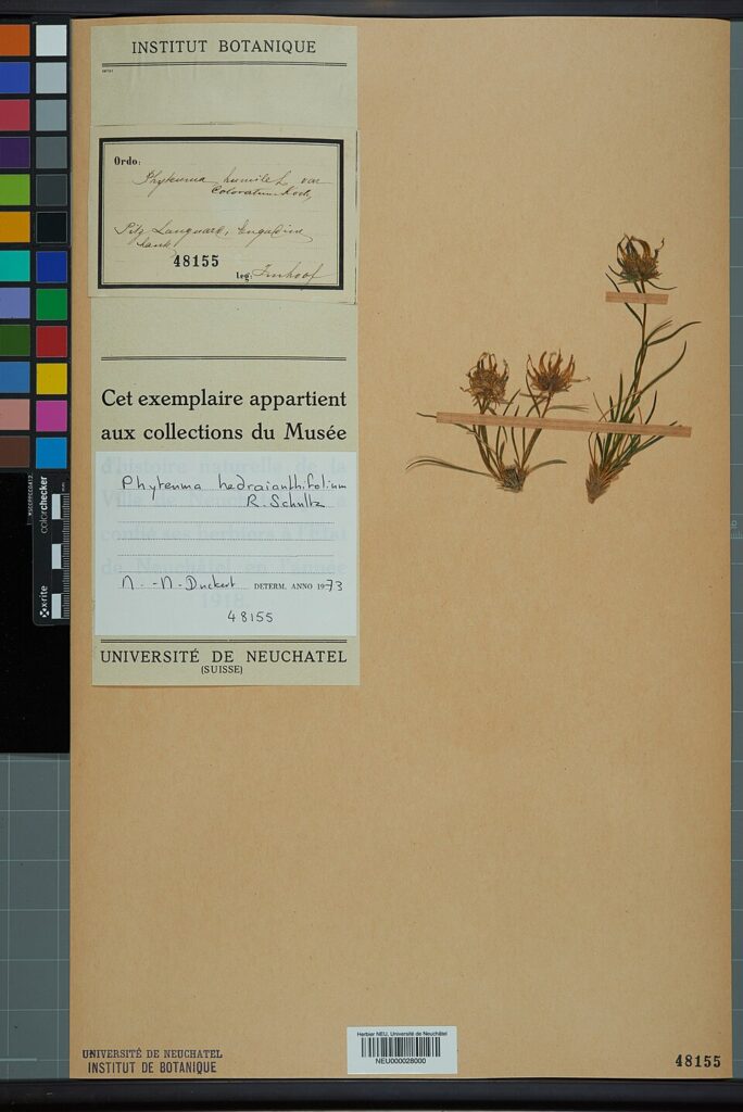 Phyteuma hedraianthifolium