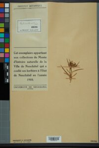 Phyteuma humile