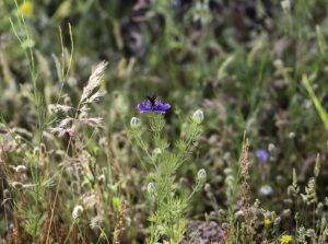 Nigella papillosa subsp. papillosa