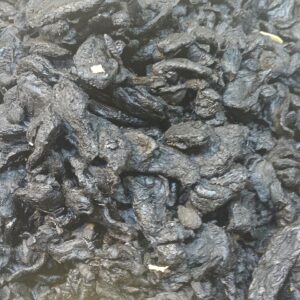 Polygonatum sibiricum