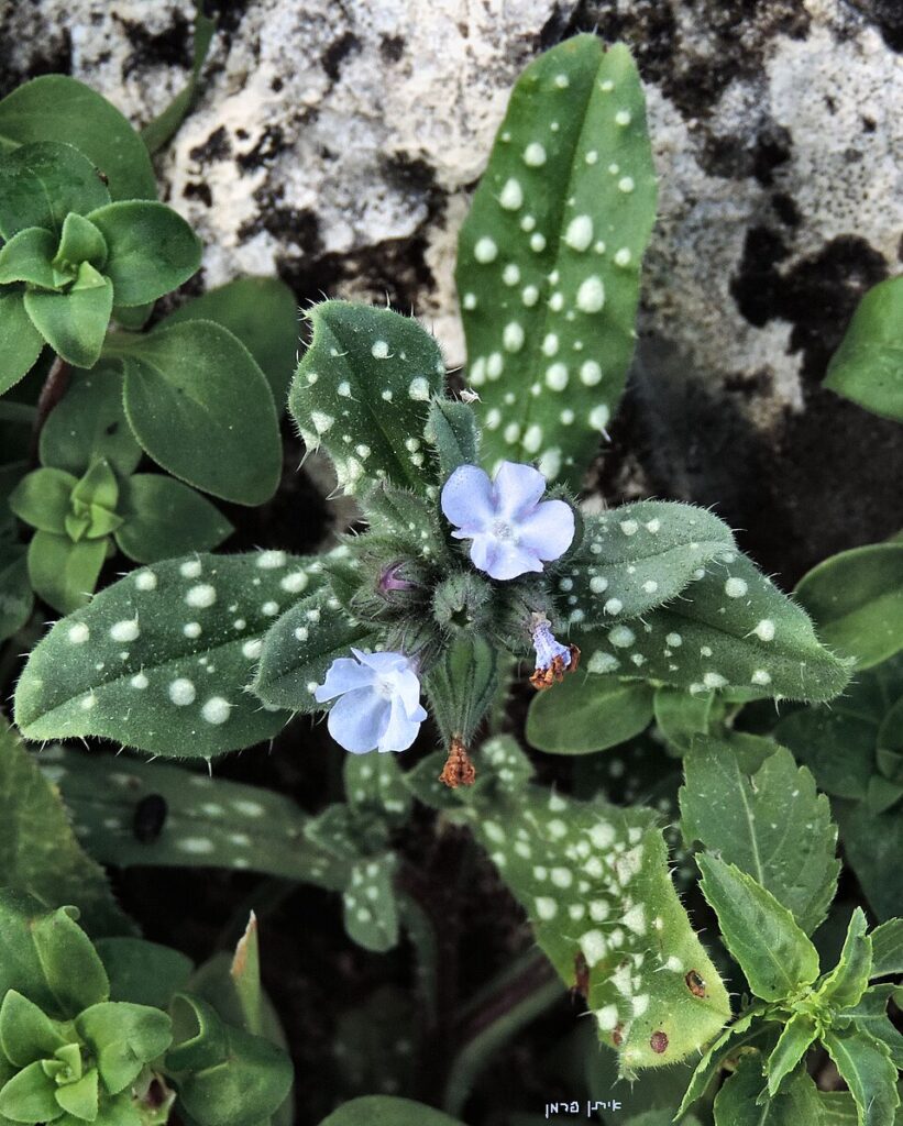 Melanortocarya obtusifolia