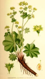 Alchemilla samuelssonii