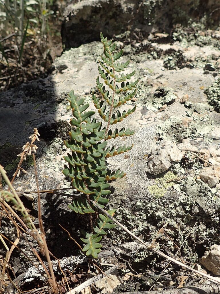 Paragymnopteris marantae