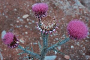 Onopordum myriacanthum