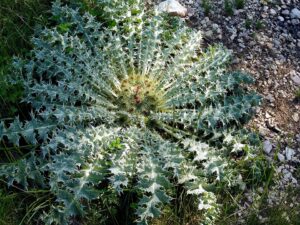 Onopordum acaulon