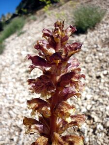 Orobanche haenseleri
