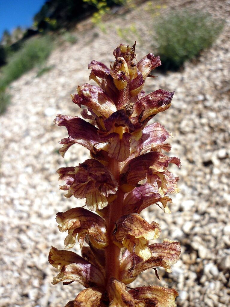 Orobanche haenseleri