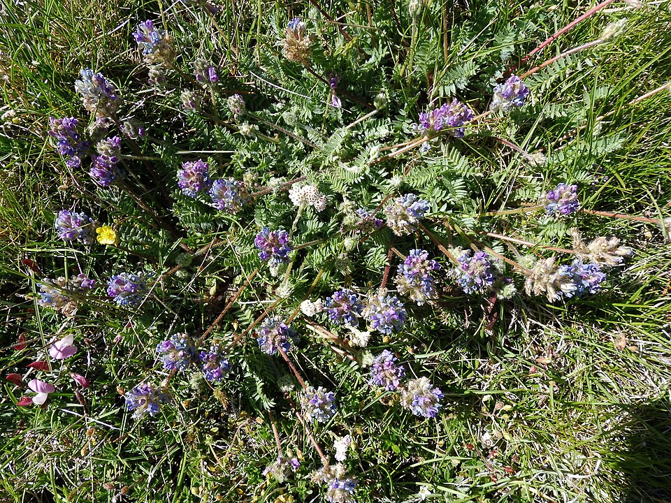 Oxytropis neglecta