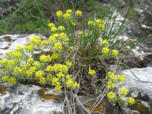 Odontarrhena tortuosa