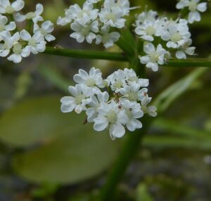 Oenanthe fluviatilis